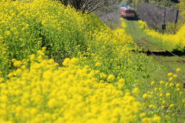 春の築堤 いすみ鉄道編 四季の旅写真gallery Annex