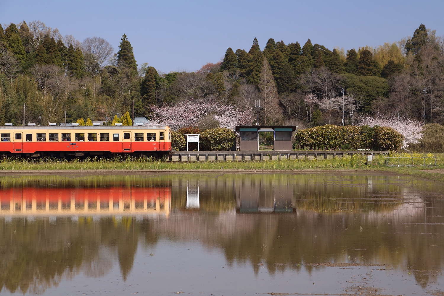 上総桜三昧（小湊鉄道編） | 四季の旅写真Gallery Annex