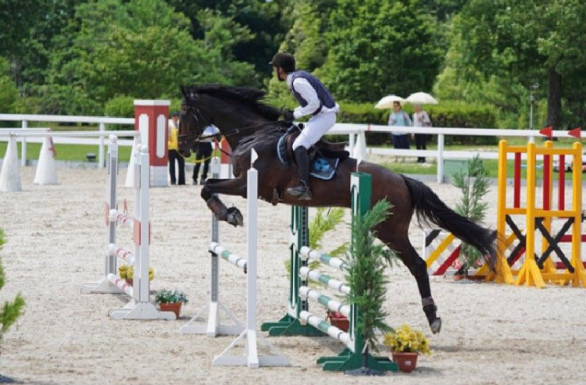 大阪公立大学 馬術部 なかもず Omu Horse Club