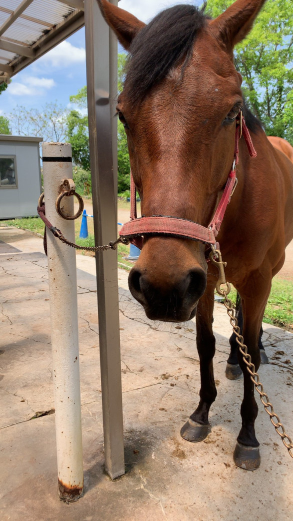 馬匹紹介 大阪府立大学馬術部 Opu Horse Club