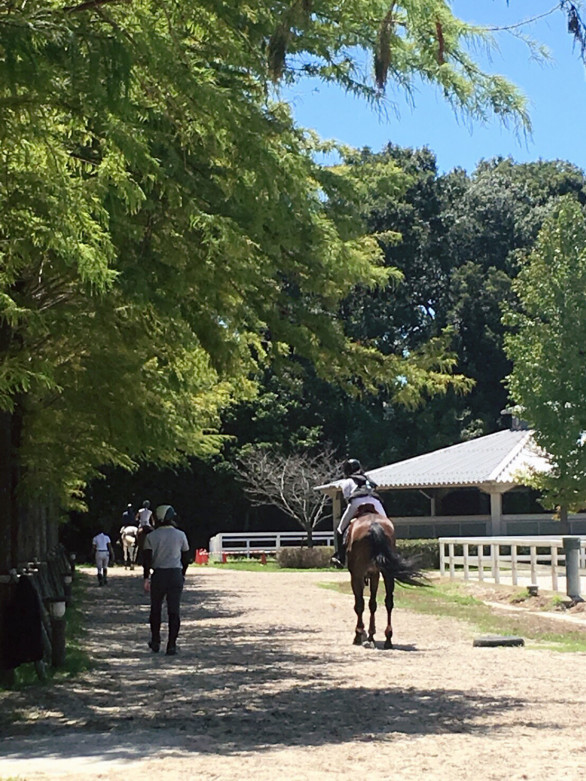 大阪府立大学馬術部 Opu Horse Club 大阪府立大学馬術部 Opu Horse Club