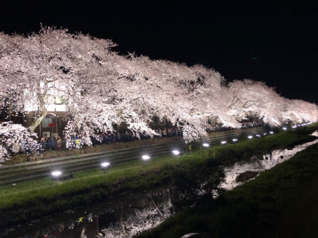 野川桜ライトアップ19 はる Hal はりきゅう治療院