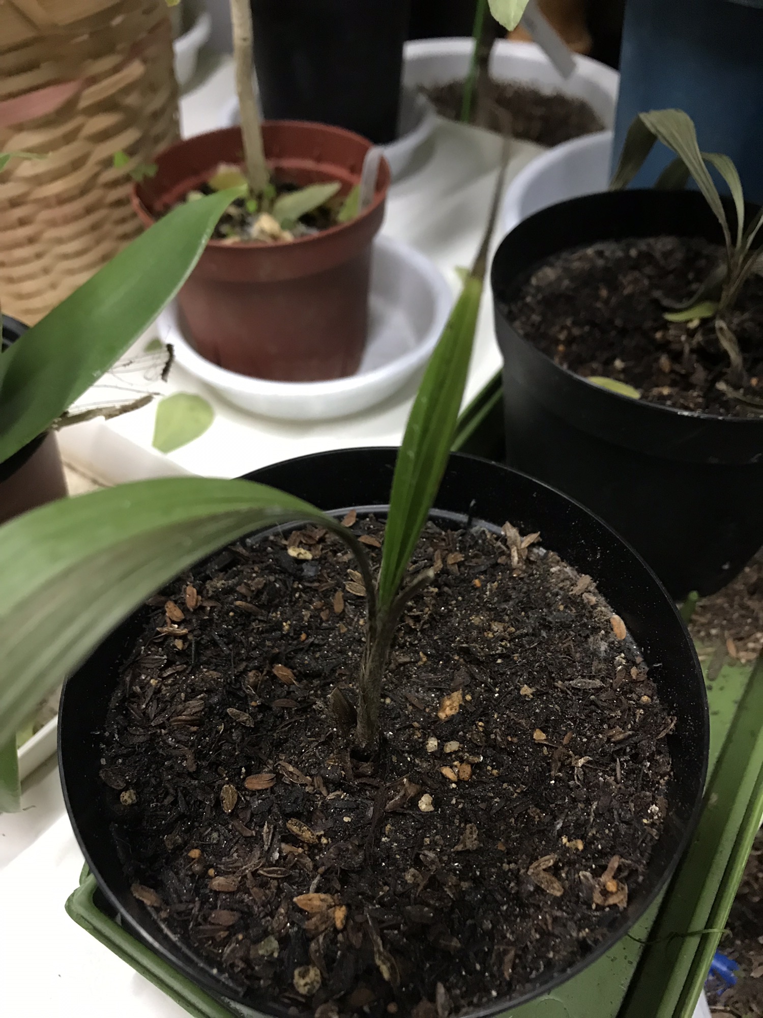 ㉓【栽培】500粒 ナツメヤシ デーツ 種子 苗 ㉓【栽培】500粒