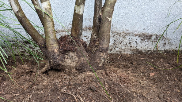 植栽の手直し 世田谷の植木屋 庭竹