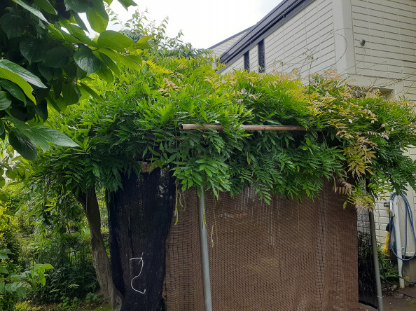 葡萄棚 藤棚 世田谷の植木屋 庭竹 葡萄棚 藤棚 世田谷の植木屋 庭竹