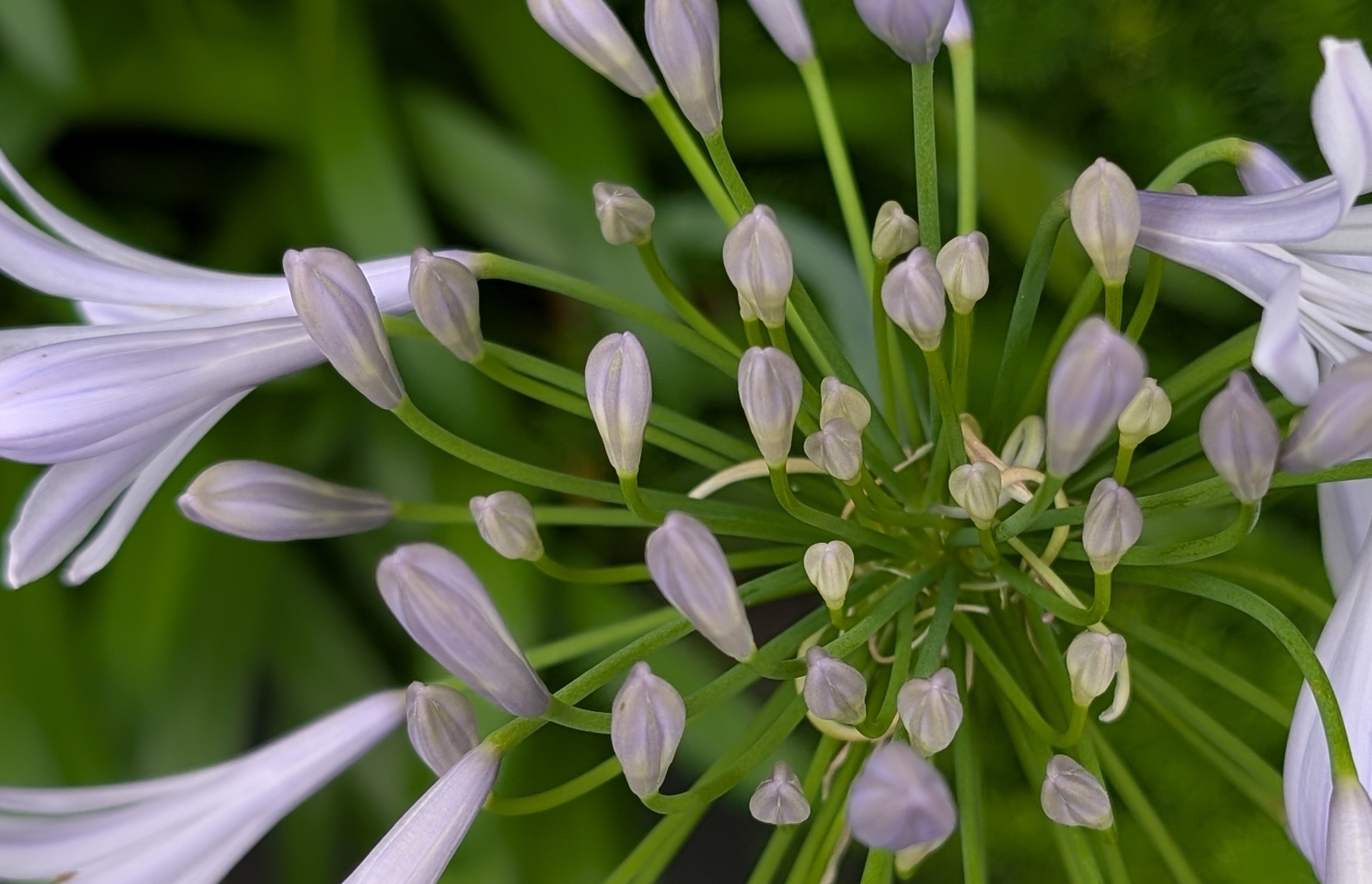 梅雨の頃（庭師） | 世田谷の植木屋 『庭竹』