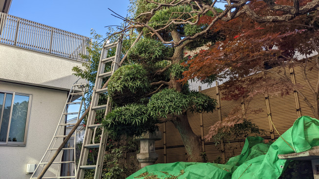 梯子と植木屋(庭師) | 世田谷の植木屋 『庭竹』