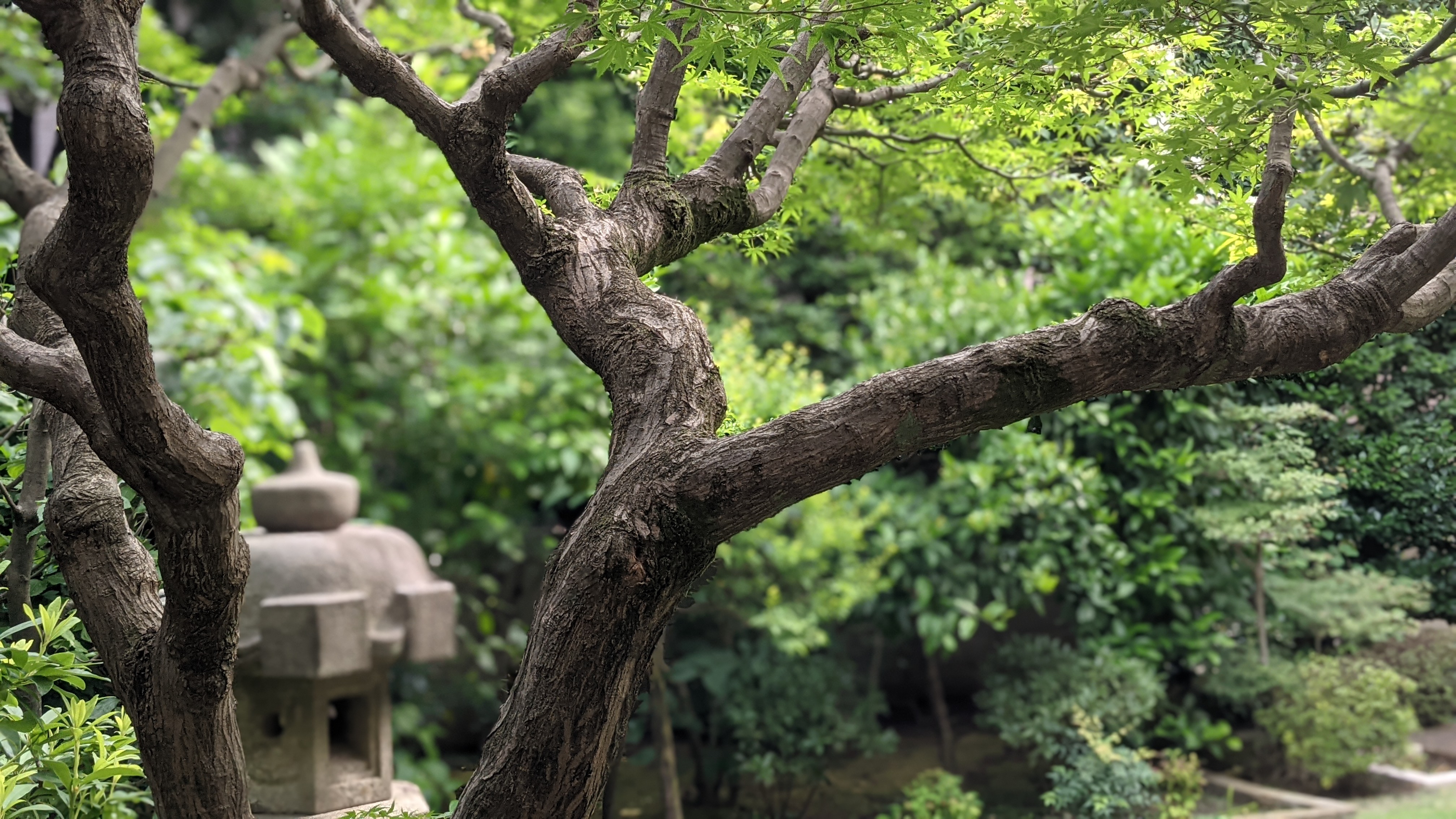 芝生と植木屋(庭師) | 世田谷の植木屋 『庭竹』