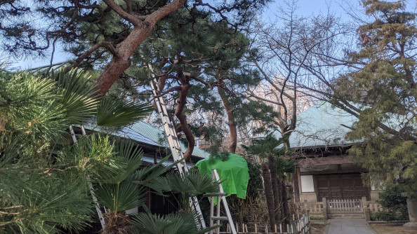 お寺さん 松 世田谷の植木屋 庭竹