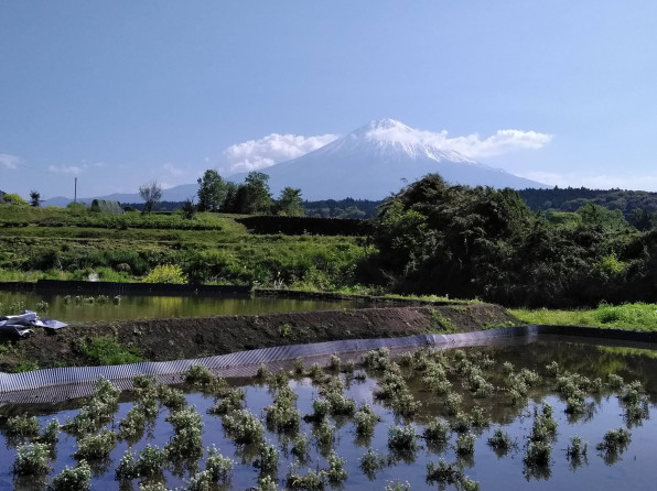 クレソン 里山てるてるファーム