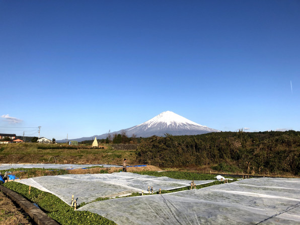 クレソン 里山てるてるファーム