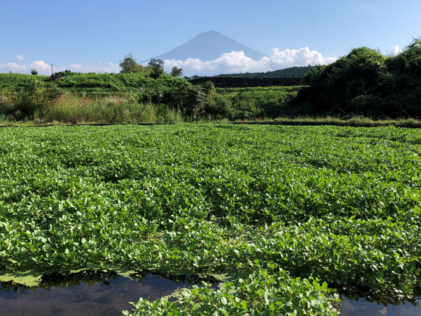 クレソン 里山てるてるファーム