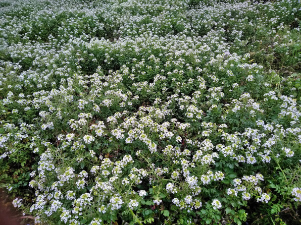 クレソン 里山てるてるファーム