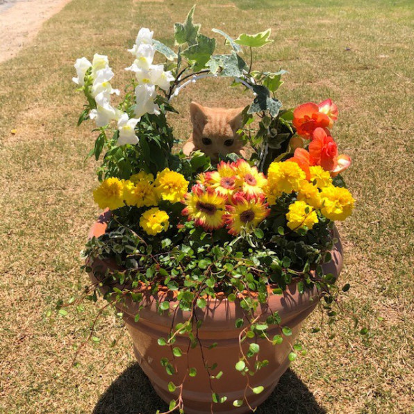 期間限定 Web Open Garden 森の手紙 期間限定 Web Open Garden 森の手紙