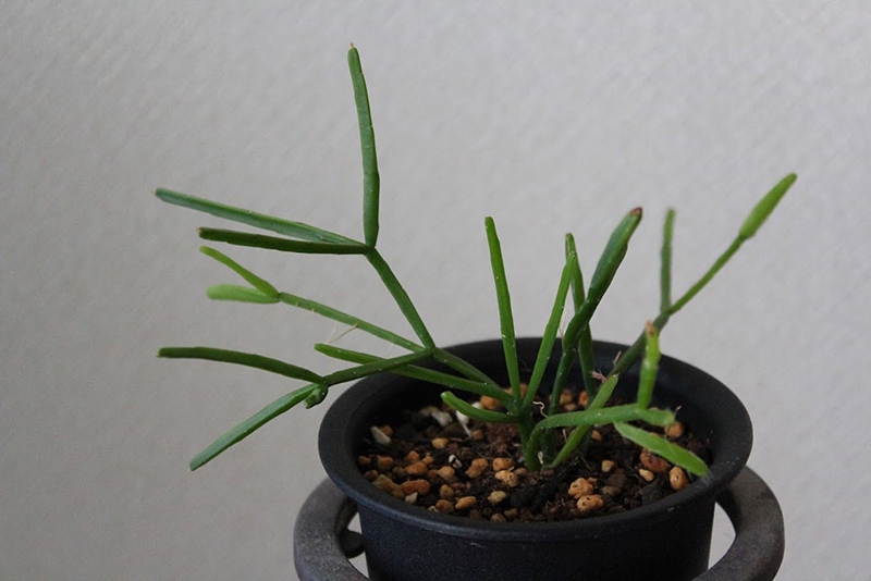会員コラム15 | sapporocactusclub's Ownd
