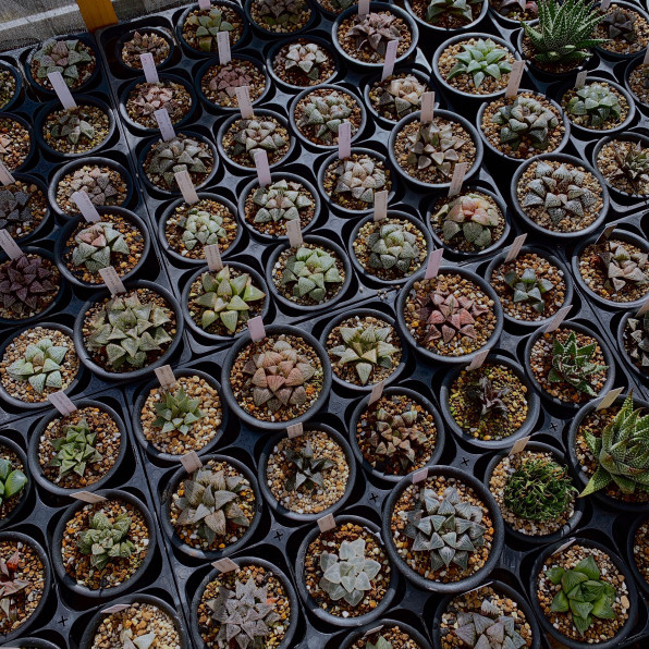 会員コラム01 Sapporocactusclub S Ownd 会員コラム01 Sapporocactusclub S Ownd
