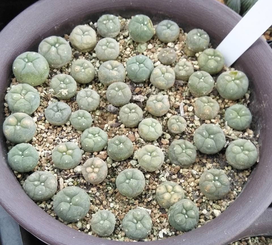 種永大疣銀冠玉 カキコ自根 サボテン ロホホラ ロフォフォラ 鳥羽玉