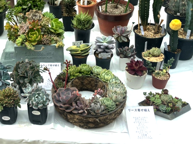 ダイヤモンドアートクラブ【多肉植物】 ダイヤモンドアートキット サボテン 30x30cm - メルカリ