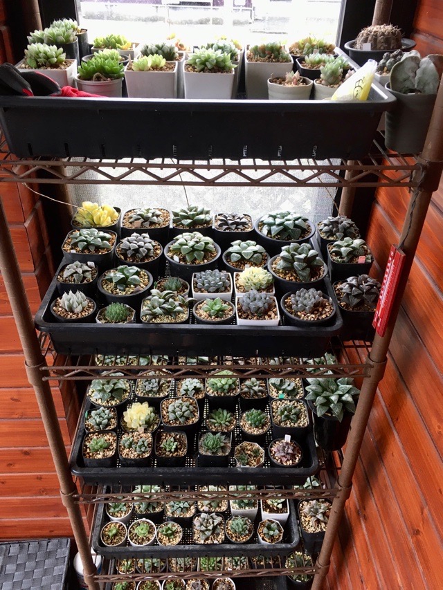 N.T様 多肉植物棚 TD-88 2点おまとめ 【公式通販】