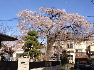 しだれ桜 | 東京・吉祥寺の勝又木材【一枚板カウンター】