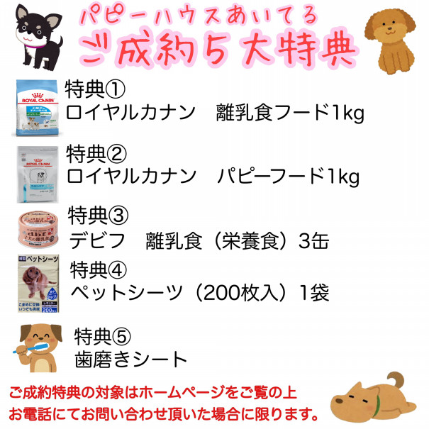 プードル仔犬情報 | 熊本県のこいぬやさん パピーハウス あいてる 