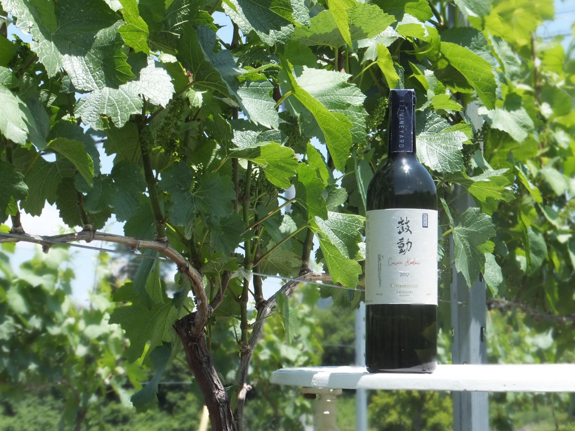 111VINEYARD