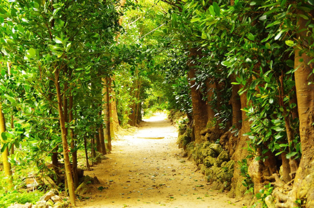 総合探偵社フクギ 名前の由来 横浜の探偵 浮気 不倫調査を安心低価格で 総合探偵社フクギ