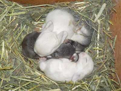 仔うさぎの成長 Breeding Diary Of Little Pets