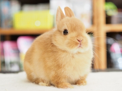 いちごみるく仔うさぎバッグ Amazon.co.jp: イチゴ うさぎ ぬいぐるみ ウサギ ぬいぐるみ