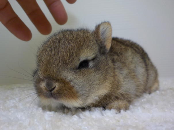 仔うさぎの成長 Breeding Diary Of Little Pets 仔うさぎの成長 Breeding Diary Of Little Pets