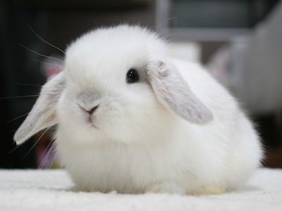 仔うさぎの成長 | Breeding Diary Of Little Pets