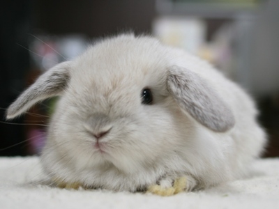 仔うさぎの成長 | Breeding Diary Of Little Pets
