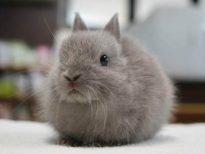 仔うさぎの成長 Breeding Diary Of Little Pets