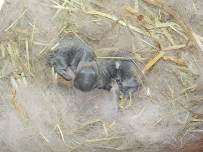 仔うさぎの成長 Breeding Diary Of Little Pets