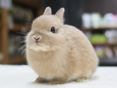 仔うさぎの成長 Breeding Diary Of Little Pets