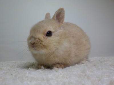 仔うさぎの成長 Breeding Diary Of Little Pets 仔うさぎの成長 Breeding Diary Of Little Pets