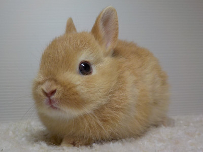 仔うさぎの成長 Breeding Diary Of Little Pets 仔うさぎの成長 Breeding Diary Of Little Pets