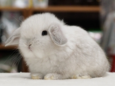 仔うさぎの成長 Breeding Diary Of Little Pets