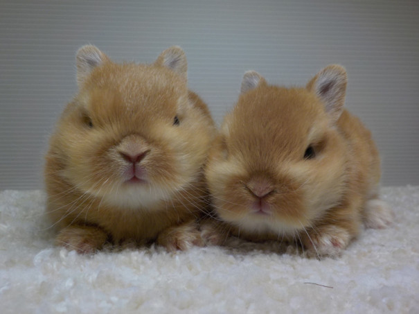 仔うさぎの成長 Breeding Diary Of Little Pets