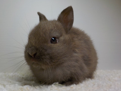 仔うさぎの成長 Breeding Diary Of Little Pets