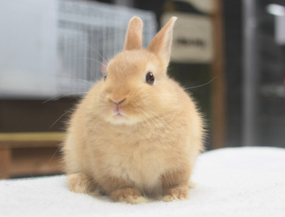 販売仔うさぎのご紹介 Breeding Diary Of Little Pets 販売仔うさぎのご紹介 Breeding Diary Of Little Pets