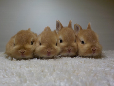 残念なご報告 Breeding Diary Of Little Pets 残念なご報告 Breeding Diary Of Little Pets