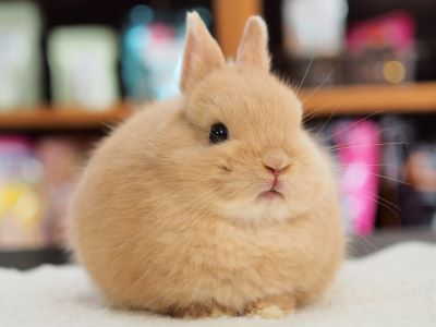 販売仔うさぎの紹介 | Breeding Diary Of Little Pets