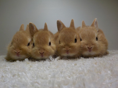 仔うさぎの成長 Breeding Diary Of Little Pets 仔うさぎの成長 Breeding Diary Of Little Pets