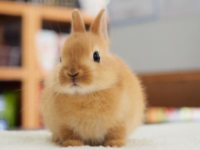 販売案内 | Breeding Diary Of Little Pets