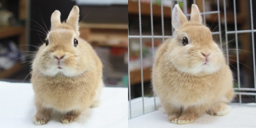 交配しました。 | Breeding Diary Of Little Pets