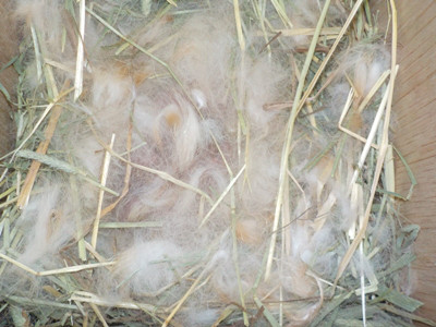産まれました Breeding Diary Of Little Pets 産まれました Breeding Diary Of Little Pets