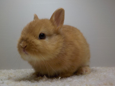 仔うさぎの成長 Breeding Diary Of Little Pets