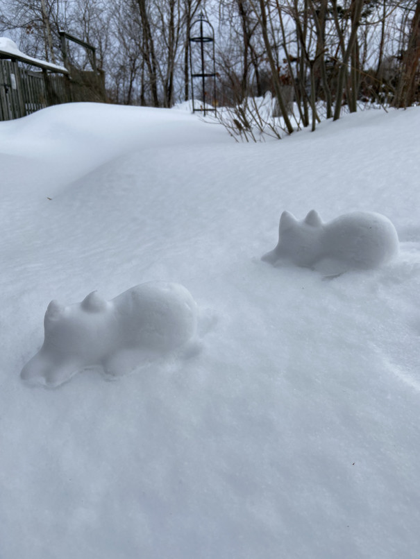 雪猫 富良野 花七曜