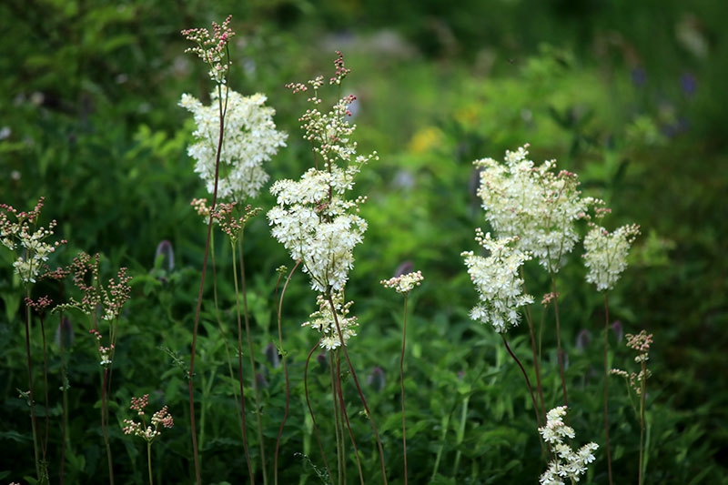 庭の花  富良野/花七曜